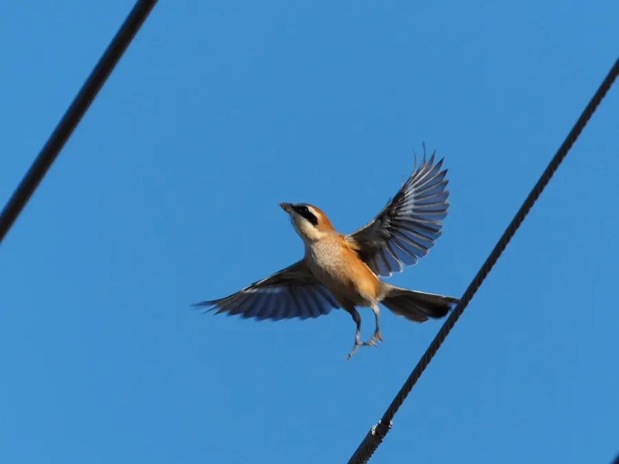 File:Bull Headed Shrike Lanius Bucephalus モズ (190989559).jpeg