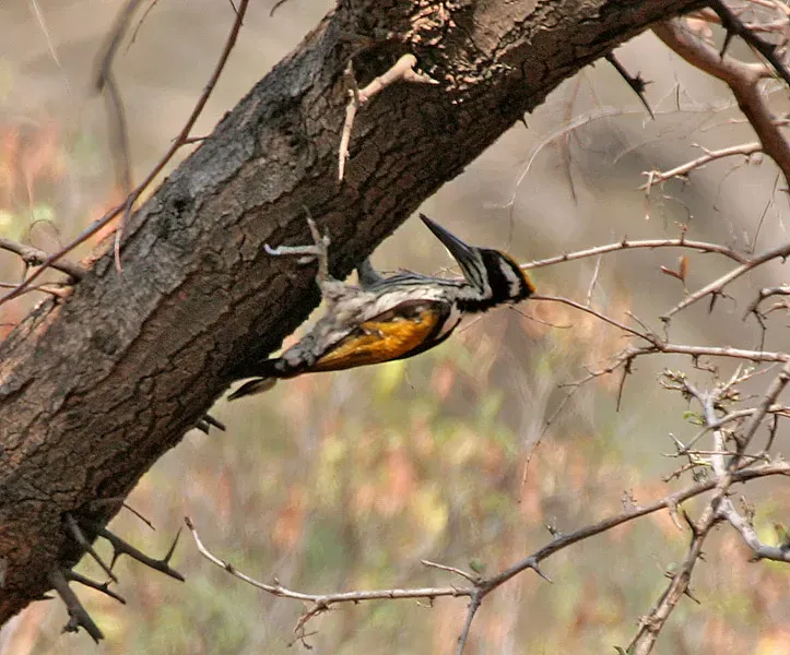 File:White-naped Woodpecker (Chrysocolaptes festivus) in Hyderabad W IMG 7544.jpg