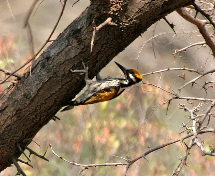 File:White-naped Woodpecker (Chrysocolaptes festivus) in Hyderabad W IMG 7545.jpg
