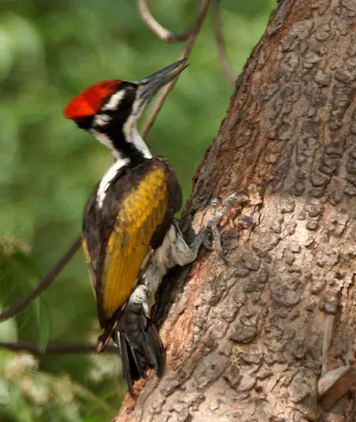 File:White-naped Woodpecker (Chrysocolaptes festivus) in Hyderabad W IMG 7547.jpg