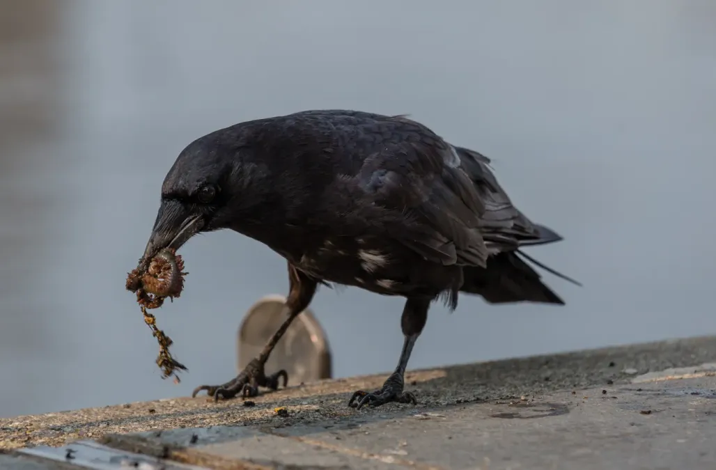 File:Corvus brachyrhynchos eating, Victoria, British Columbia, Canada.jpg