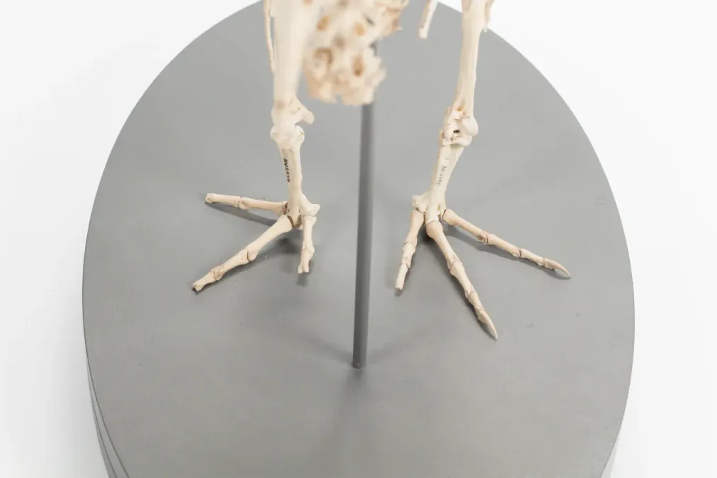 File:Diaphorapteryx hawkinsi (AM LB572) 601711.jpg