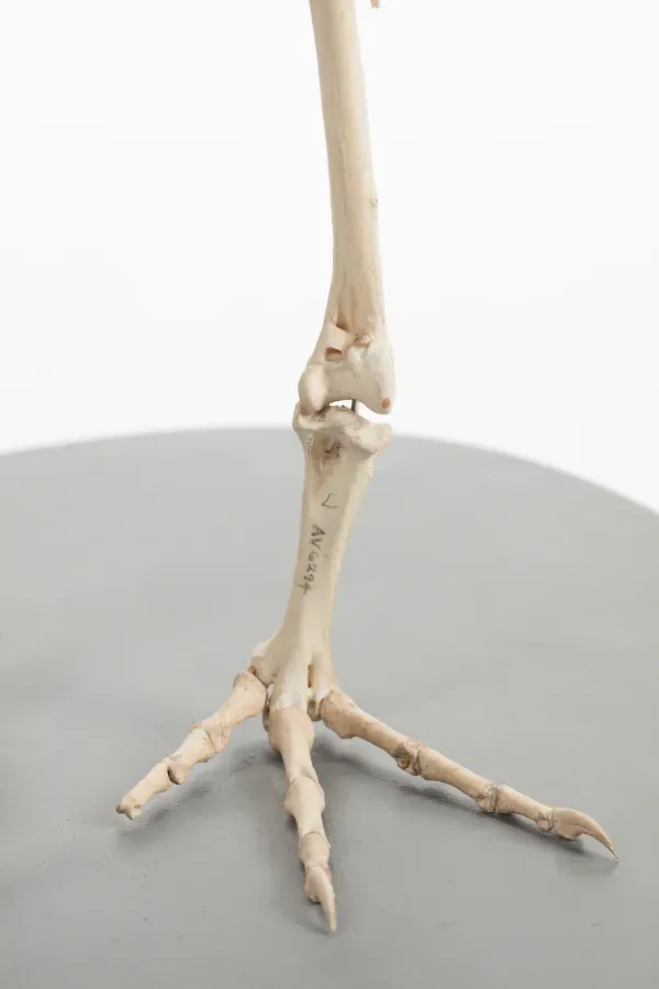 File:Diaphorapteryx hawkinsi (AM LB572) 601710.jpg