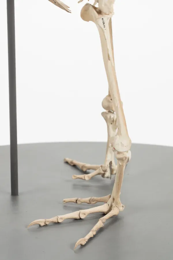 File:Diaphorapteryx hawkinsi (AM LB572) 601709.jpg