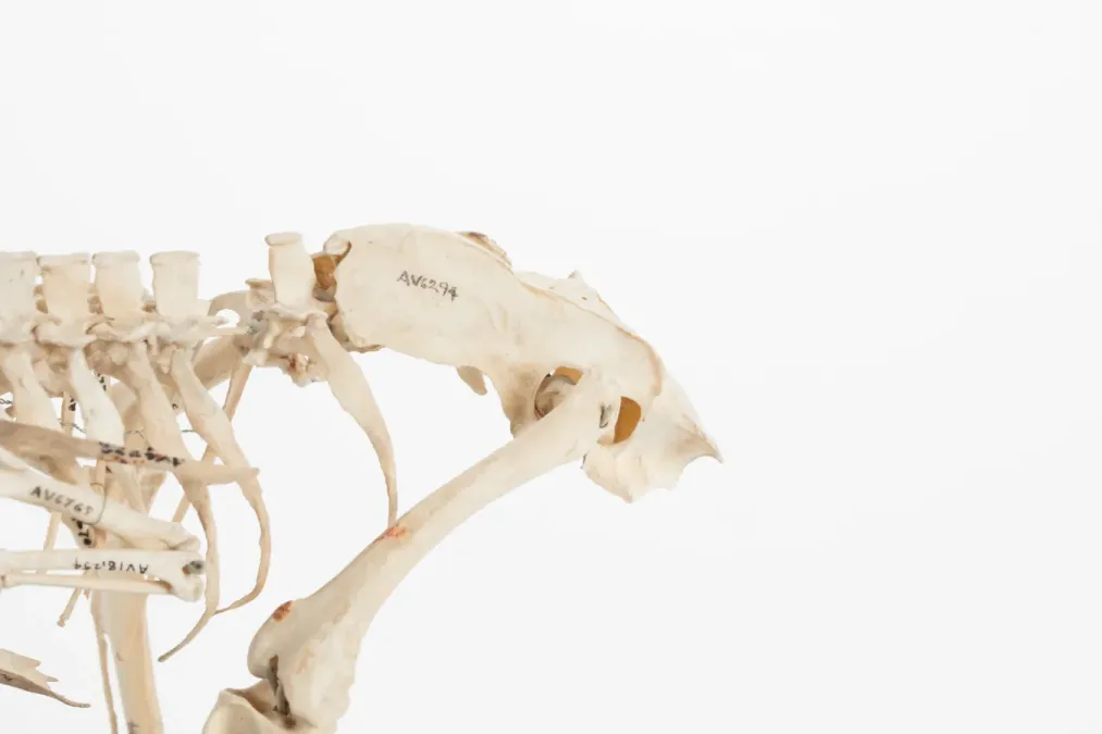File:Diaphorapteryx hawkinsi (AM LB572) 601708.jpg