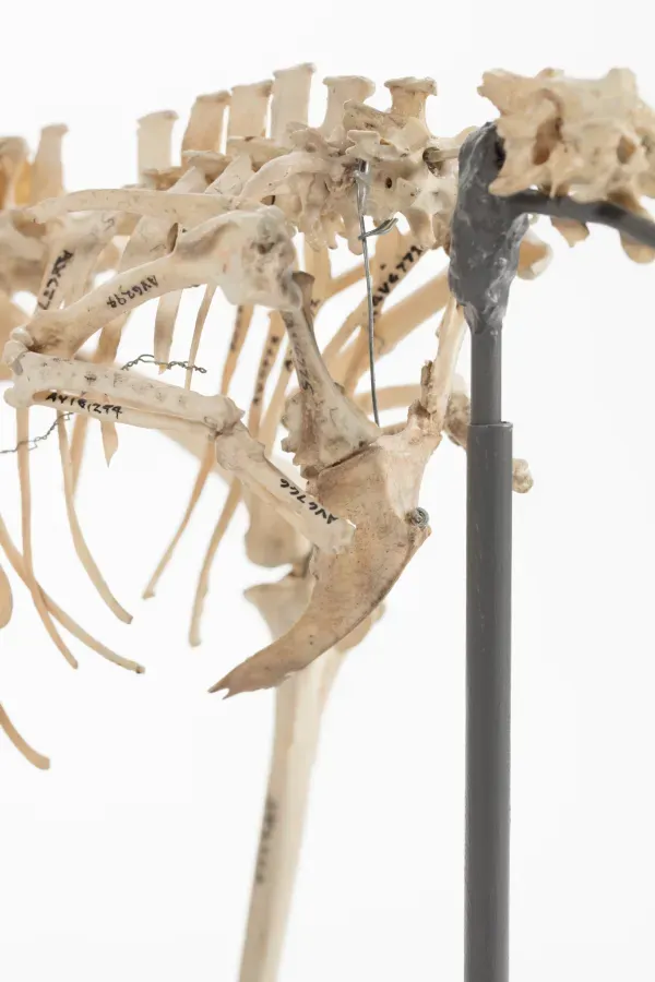 File:Diaphorapteryx hawkinsi (AM LB572) 601706.jpg