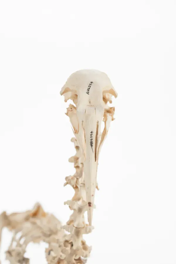 File:Diaphorapteryx hawkinsi (AM LB572) 601705.jpg