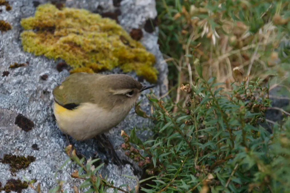 File:New Zealand Rock wren (Xenicus gilviventris).jpg