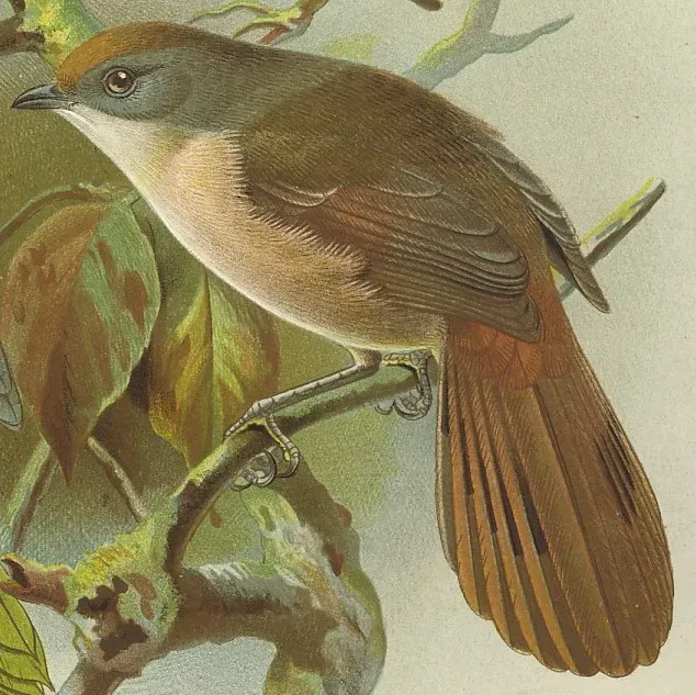 File:Mohoua novaeseelandiae buller birds new zealand (cropped).jpg