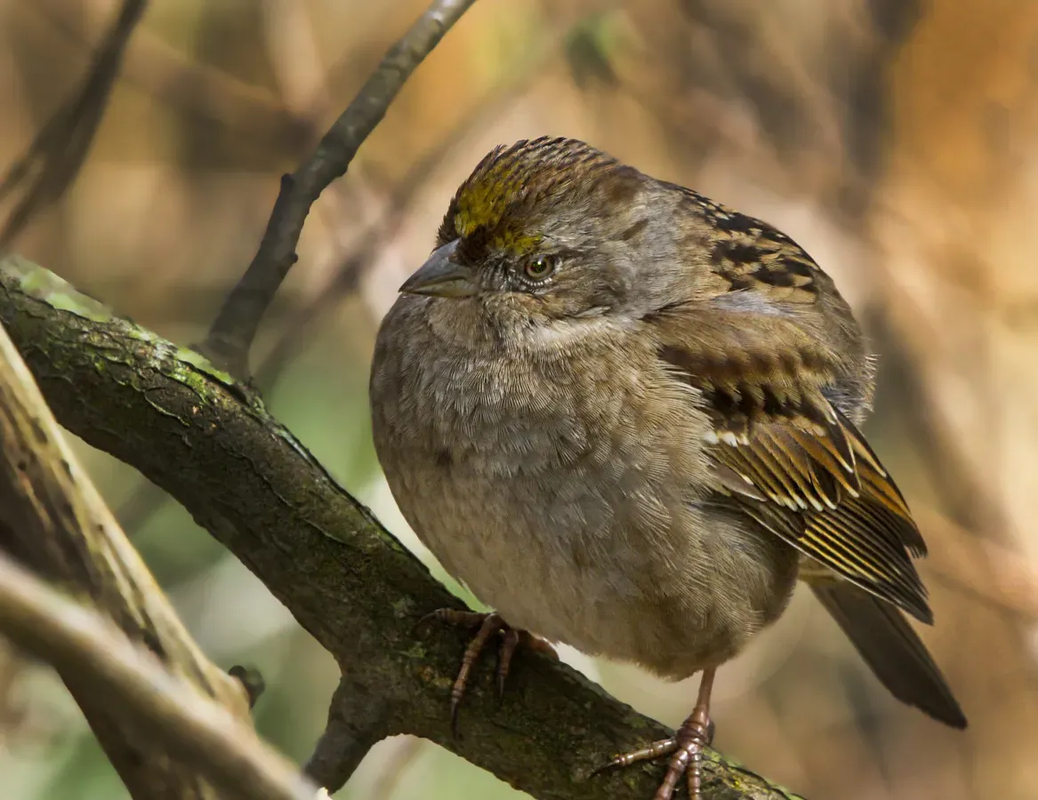 File:Golden Crowned Sparrow Zonotrichia Atricapilla (63808627).jpeg