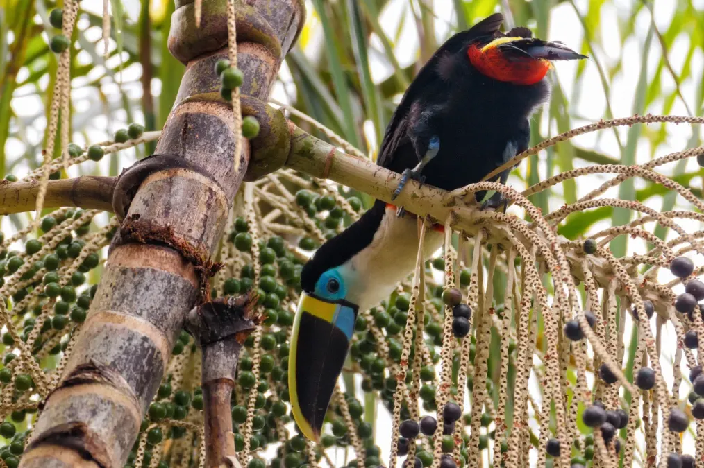 File:White Throated Toucan Ramphastos Tucanus Cuvieri (64151961).jpeg