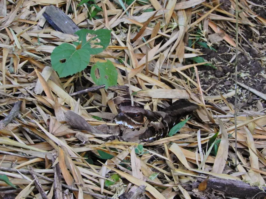 File:Jerdon's Nightjar (Caprimulgus atripennis) DSCN0976 02.jpg