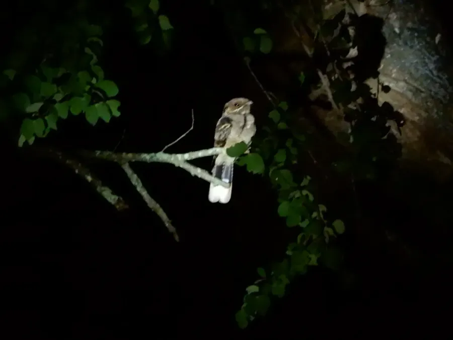 File:Jerdon's Nightjar (Caprimulgus atripennis) DSCN0976 05.jpg