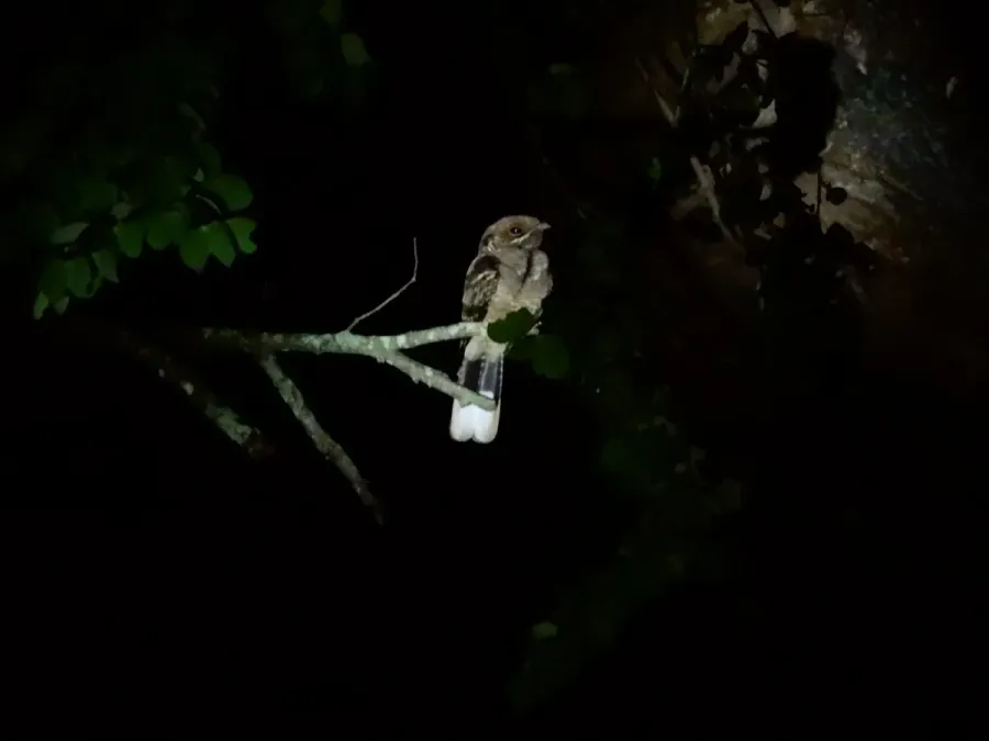 File:Jerdon's Nightjar (Caprimulgus atripennis) DSCN0976 04.jpg