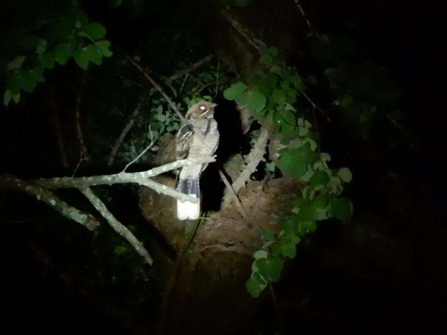 File:Jerdon's Nightjar (Caprimulgus atripennis) DSCN0976 06.jpg