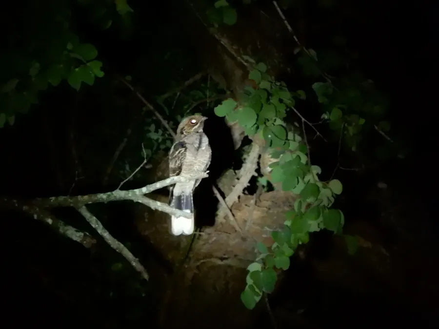 File:Jerdon's Nightjar (Caprimulgus atripennis) DSCN0976 07.jpg