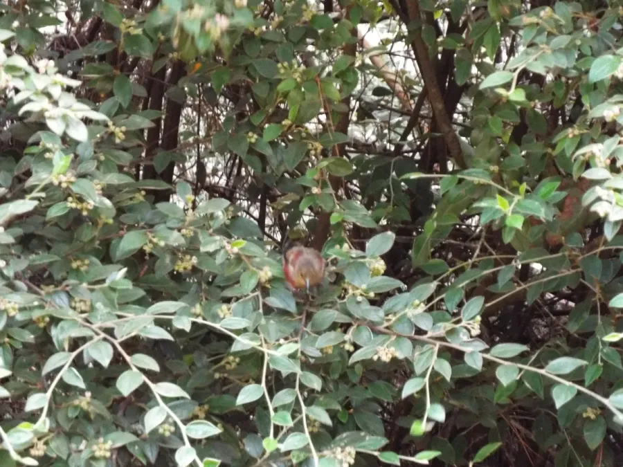 File:Starr-130807-0441-Cotoneaster pannosus-flowering habit with apapane Himatione sanguinea-Polipoli-Maui (24628986404).jpg