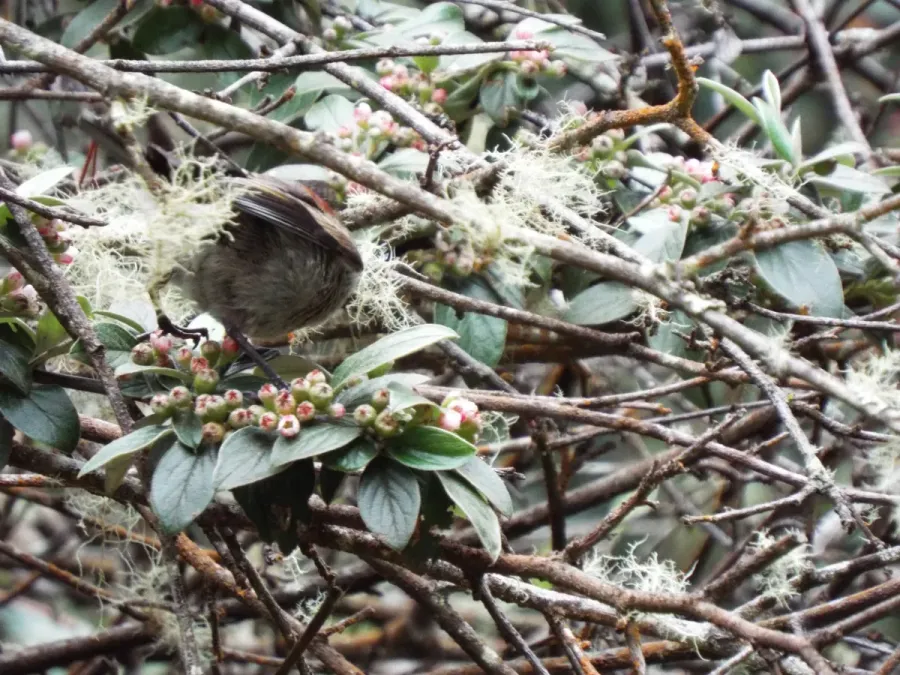 File:Starr-130807-0448-Cotoneaster pannosus-flowering habit with apapane Himatione sanguinea-Polipoli-Maui (25233381416).jpg