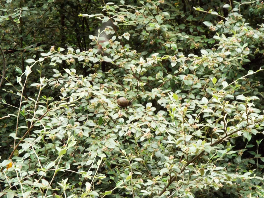 File:Starr-130807-0454-Cotoneaster pannosus-flowering habit with apapane Himatione sanguinea-Polipoli-Maui (24963447970).jpg