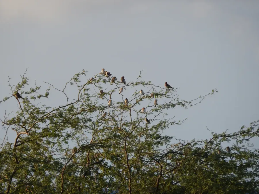 File:Starr-141217-2879-Prosopis pallida-branches with African silverbills Lonchura cantans-Honokanaia-Kahoolawe (25130970562).jpg