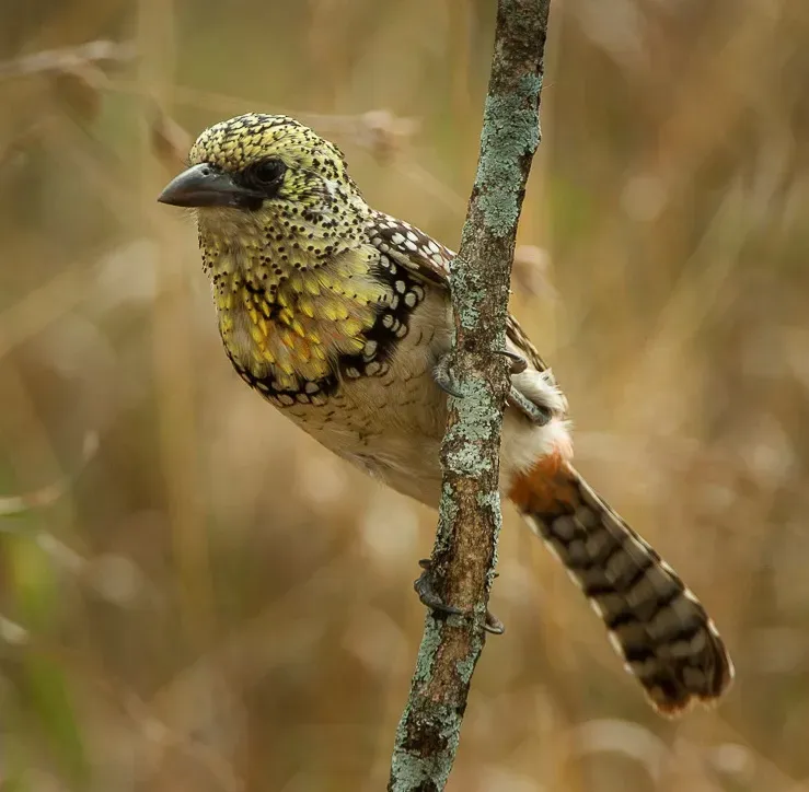File:Usambiro Barbet - Trachyphonus darnaudii usambiro - Kenya IMG 5365, crop.jpg