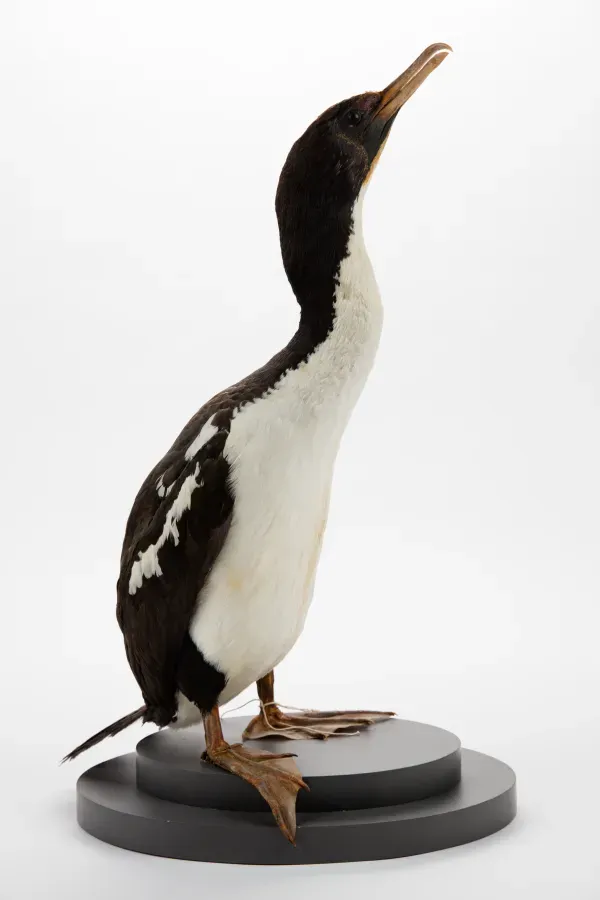 File:Leucocarbo carunculatus (AM LB4266).jpg