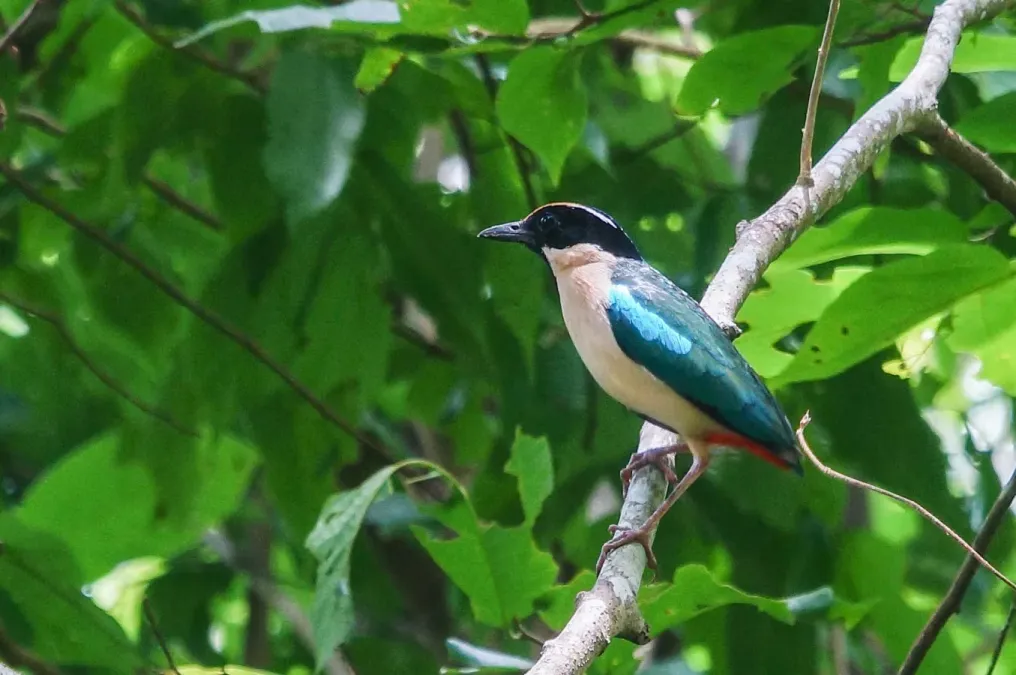 File:Pitta elegans paok laus.jpg