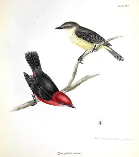 File:Pyrocephalus nanus.jpg