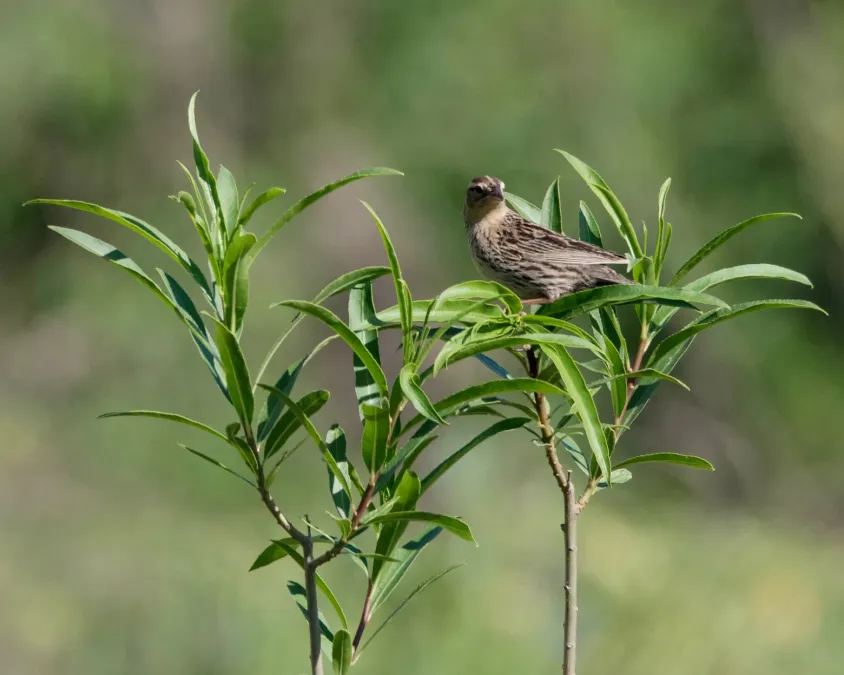 File:Leistes superciliaris (female), Buenos Aires (182474605).jpg