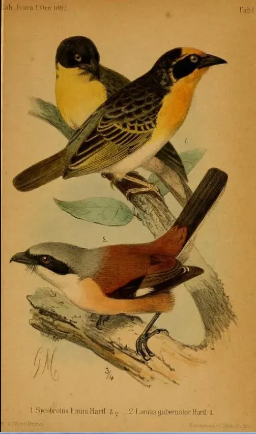 File:Ploceus baglafecht emini Lanius gubernator.jpg