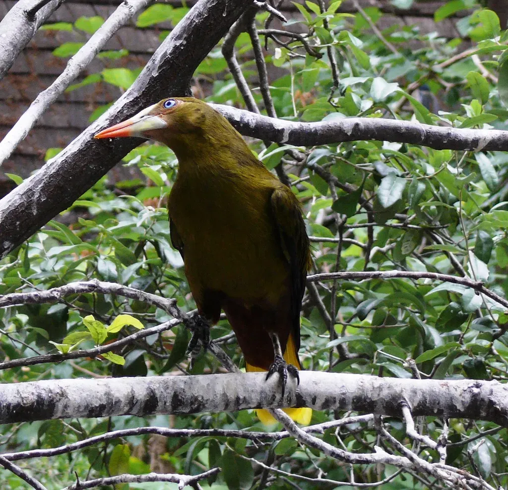 File:Psarocolius viridis -San Antonio Zoo-8a.jpg