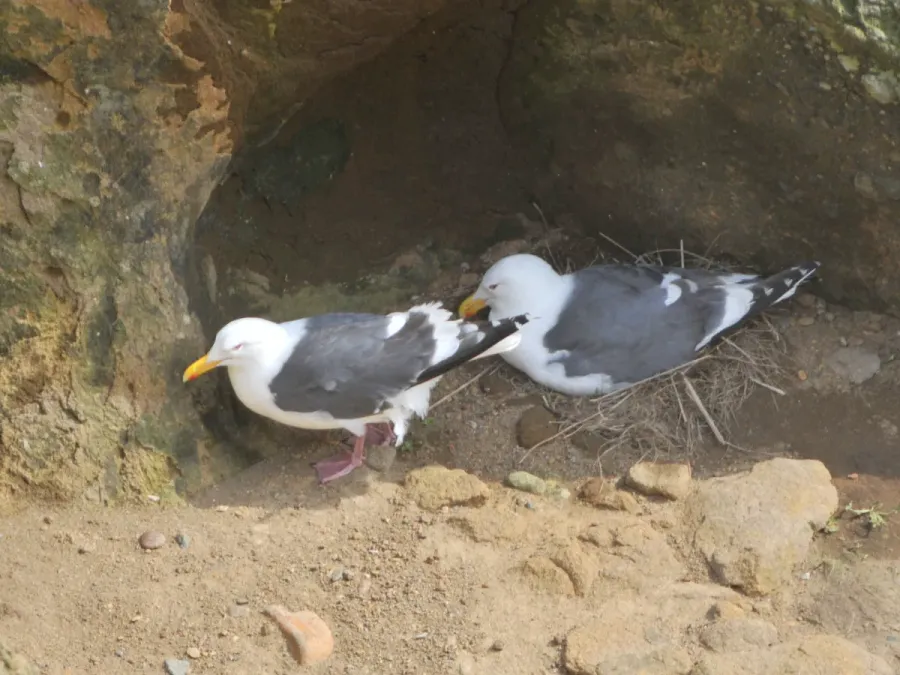 File:Larus schistisagus pair, Niikappu, Hokkaido, Japan (crop).jpg