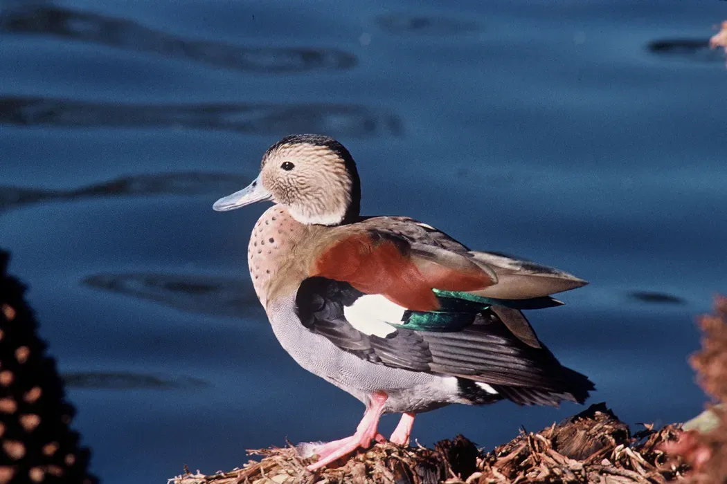 File:Callonetta leucophrys 2.jpg