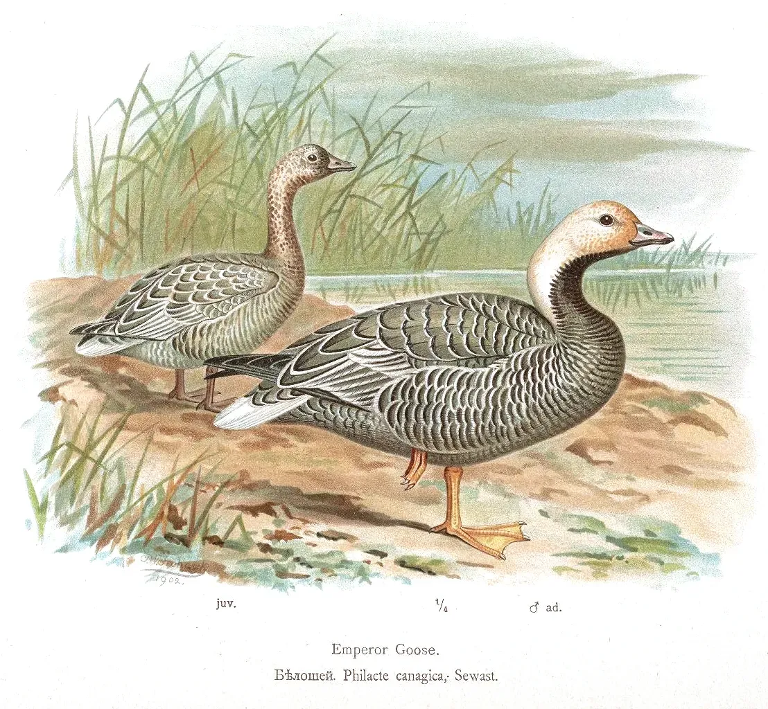 File:Anser canagicus Alpheraky.jpg