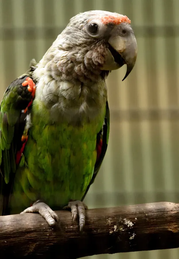 File:Poicephalus robustus -Jurong Bird Park-8a.jpg