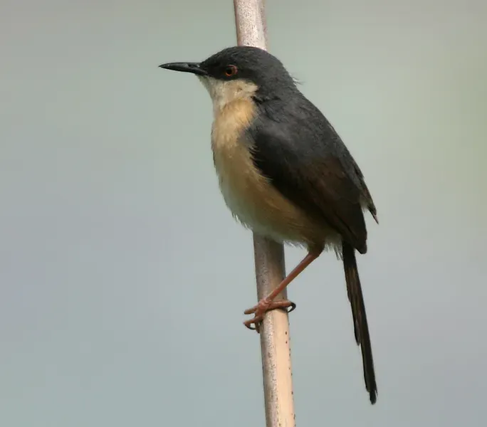 File:Ashy Prinia (Prinia socialis) in Hyderabad W IMG 8745.jpg