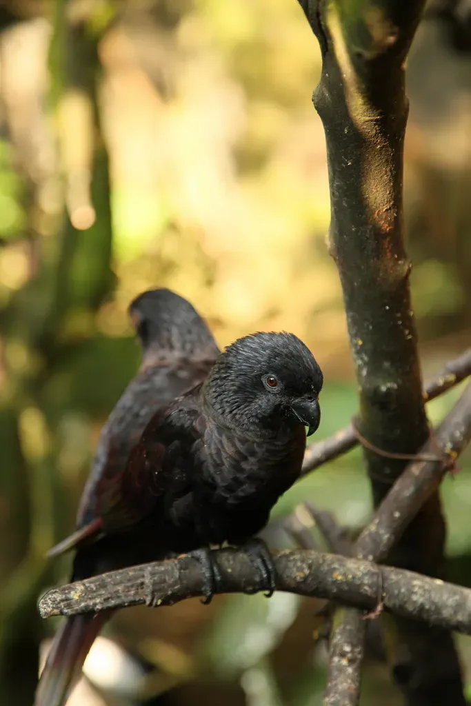 File:Chalcopsitta atra -two perching-8a.jpg