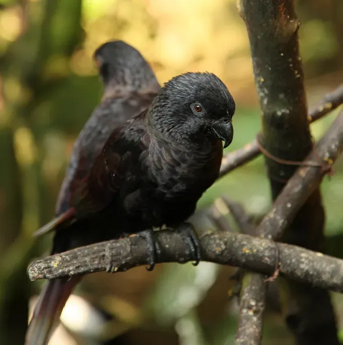 File:Chalcopsitta atra -two perching-8a-1c.jpg
