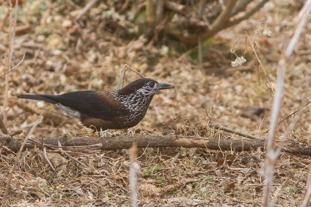 File:Southern Nutcracker (Nucifraga hemispila macella), Phrumsengla NP Bhutan.jpg