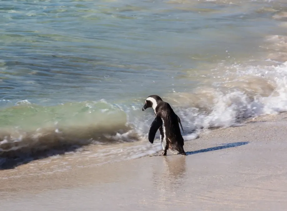 File:Pingüino de El Cabo (Spheniscus demersus), Playa de Boulders, Simon's Town, Sudáfrica, 2018-07-23, DD 34.jpg