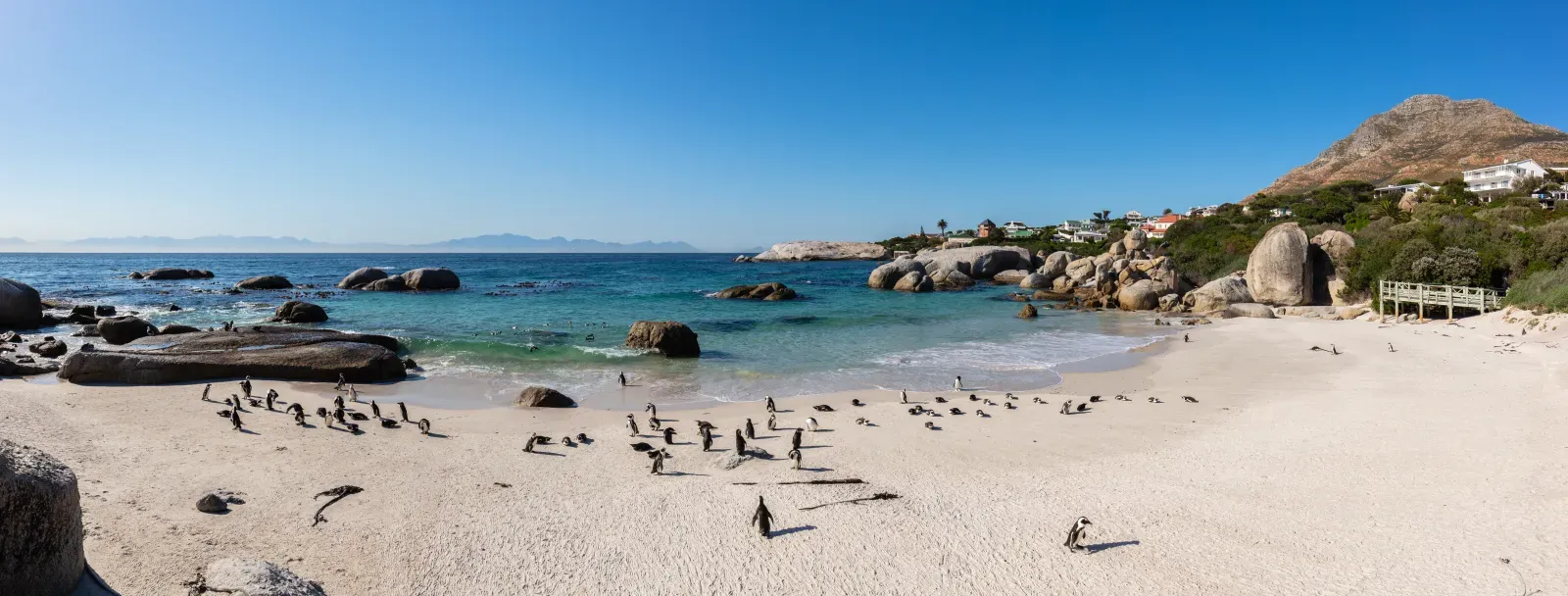 File:Pingüinos de El Cabo (Spheniscus demersus), Playa de Boulders, Simon's Town, Sudáfrica, 2018-07-23, DD PAN 40-42.jpg