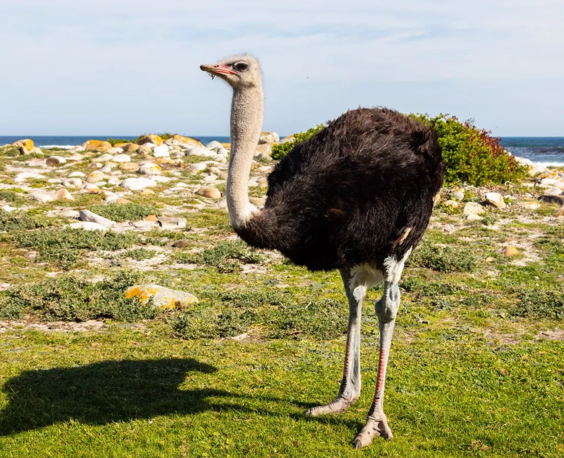 File:Avestruz de cuello azul (Struthio camelus australis), cabo de Buena Esparanza, Sudáfrica, 2018-07-23, DD 87.jpg