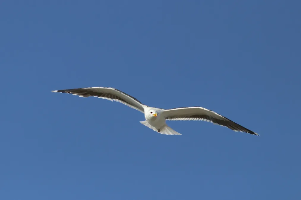 File:Great black-backed gull (Larus marinus) in flight.jpg