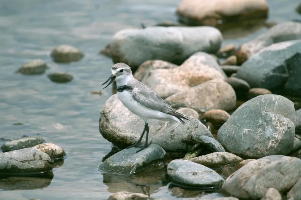 File:Wrybill Anarhynchus frontalis, New Zealand.jpg