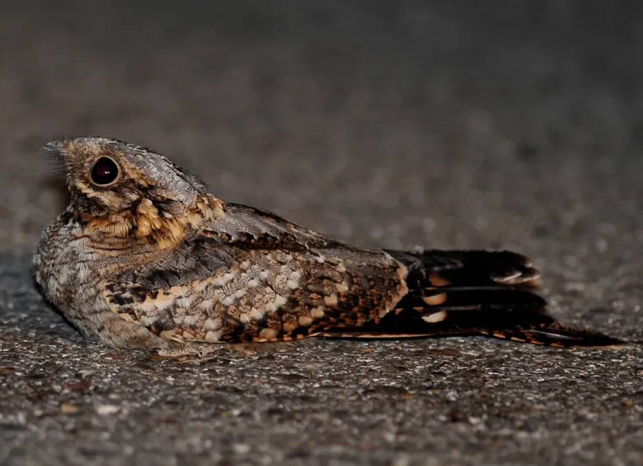 File:Caprimulgus ruficollis Portugal.jpg