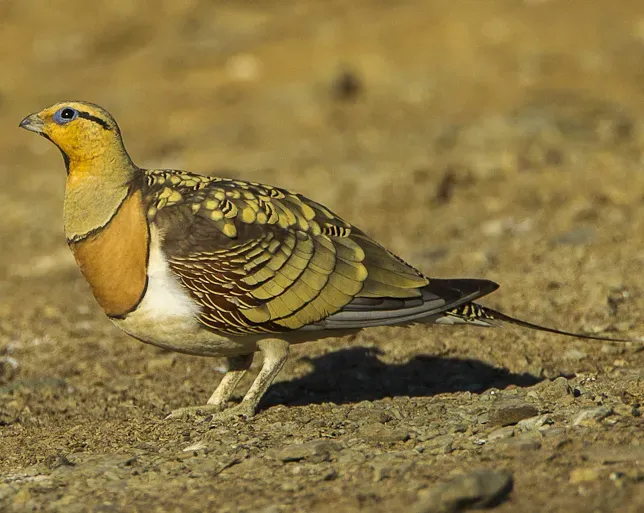File:Pterocles alchata (cropped).jpg