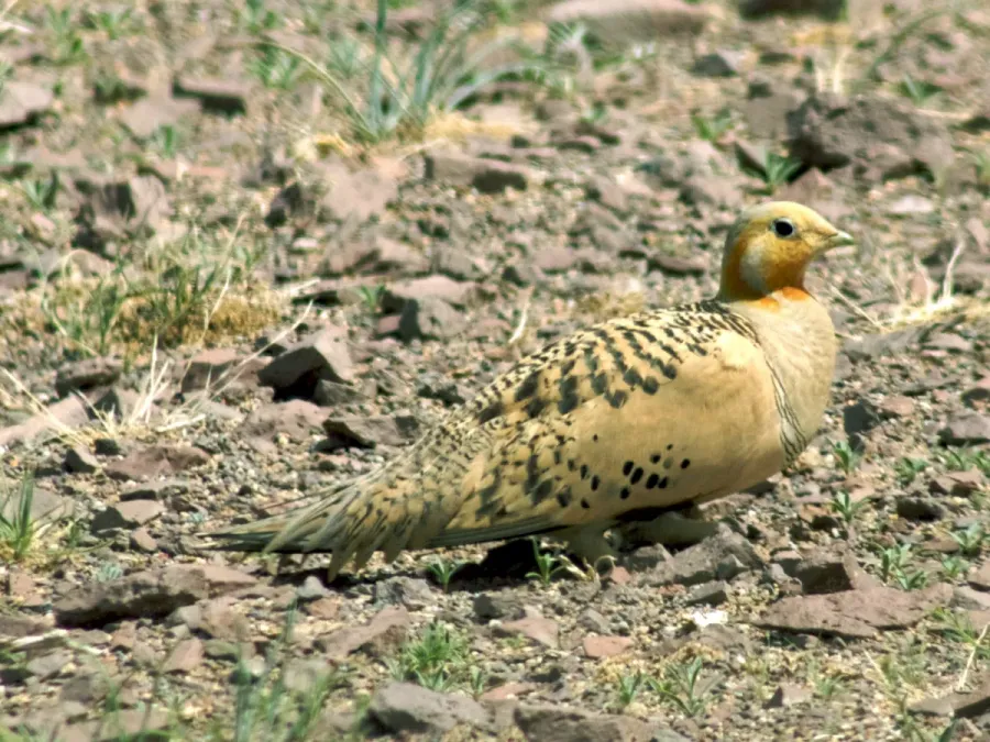 File:Syrrhaptes paradoxus (cropped).jpg