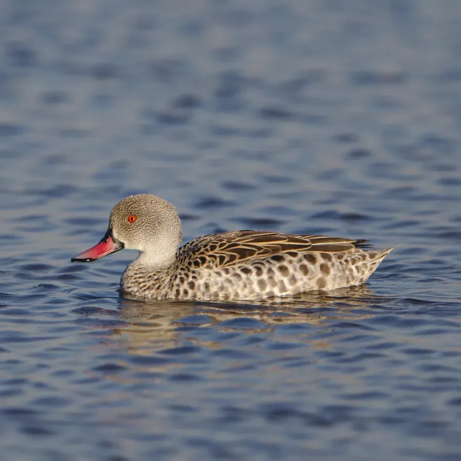 File:Cape Teal, Anas capensis, Marievale Nature Reserve, Gauteng, South Africa (43064310362).jpg