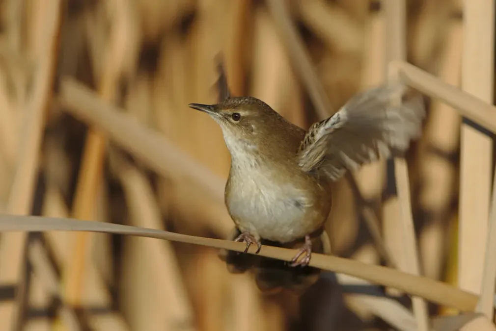 File:Little rush warbler, Bradypterus baboecala, at Marievale Nature Reserve, Gauteng, South Africa (42650324951).jpg