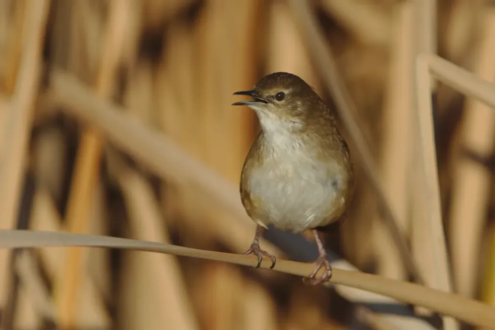 File:Little rush warbler, Bradypterus baboecala, at Marievale Nature Reserve, Gauteng, South Africa (28776829558).jpg